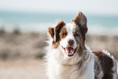 Retrato de ejemplo en la tarjeta ID Wags